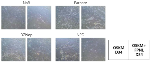 Direct reprogrammed cells occur MET process on day 34