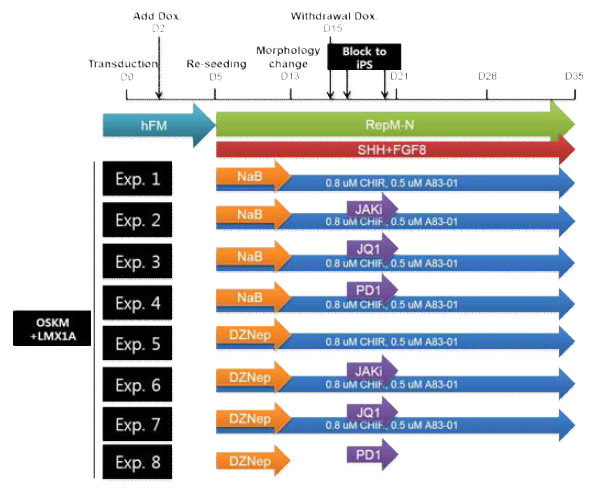 Scheme for #138 experiment to test LMX1A transduction and blocking path toward iPSCs