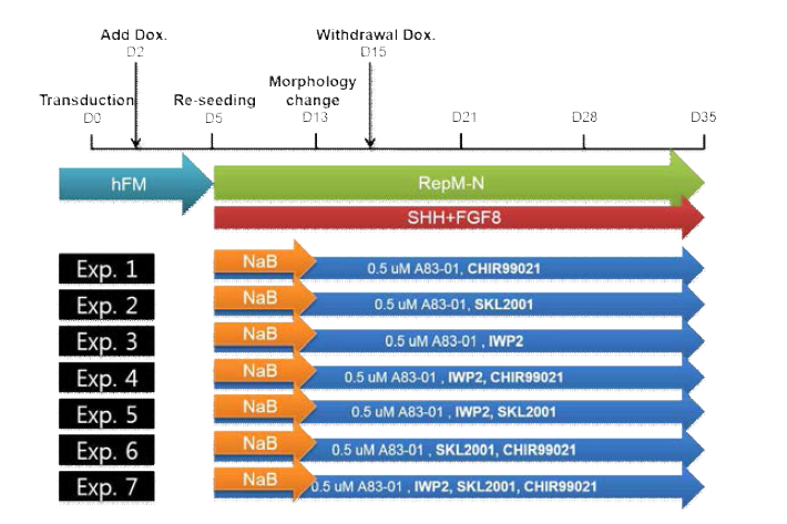 Scheme for #139 experiment to test small molecules that regulate Wnt signaling pathway