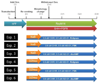 Scheme for #141 experiment to regulate SOX2 expression