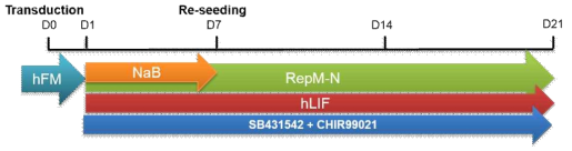 Scheme for direct reprogramming of somatic cells to iNSCs