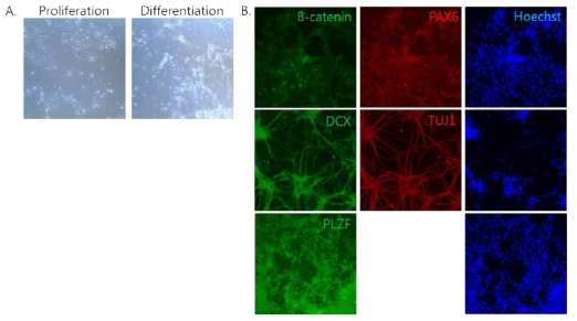 iNSCs were generated by SeV reprogramming system