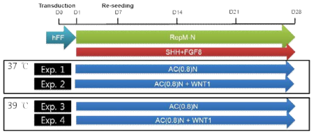 Scheme for direct reprogramming of somatic cells to iDPs using SeV