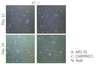 Colonized cells are disappeared on day 14 under 37℃ culture condition