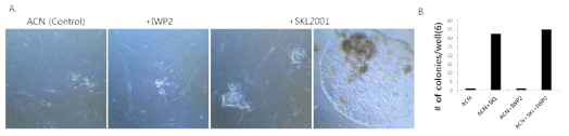 Treatment of SKL2001 increases reprogramming efficiency