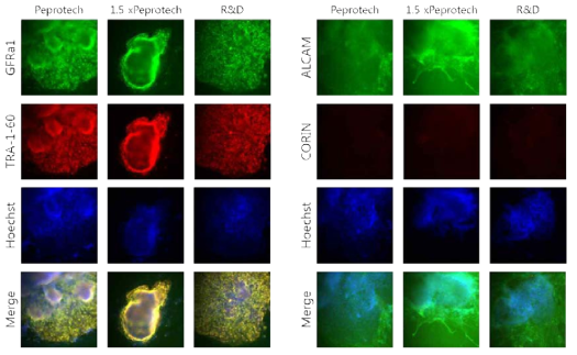 ICC analysis of reprogrammed colonies for pluripotency and DP markers