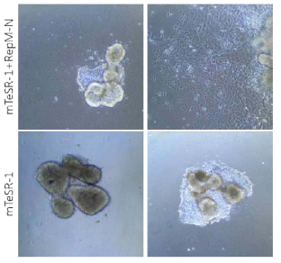 Isolated colonies could not self-renew but differentiate in PSC culture medium