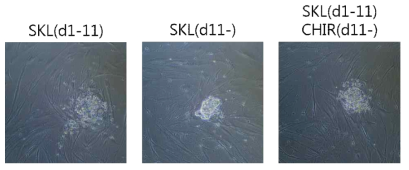 Regulation of SKL2001 treatment timing. Bright field images captured on day 15