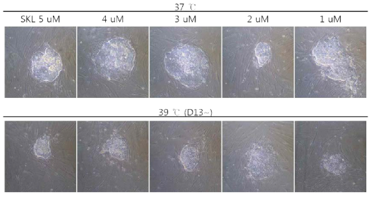 Decreased SKL2001 concentration reduced cell-cell interaction. Incubation temperature change from day 13 could not block the generation of iPSC-like colonies