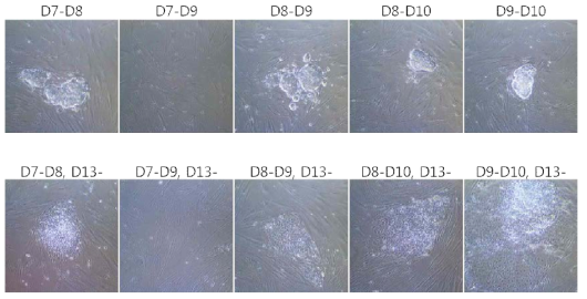 Increased incubation temperature could not block the generation of iPSC-like colonies. Labeling represents the periods during incubation at 39 ℃