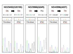 Confirmation of DNA mutation in familiar PD-iPSCs