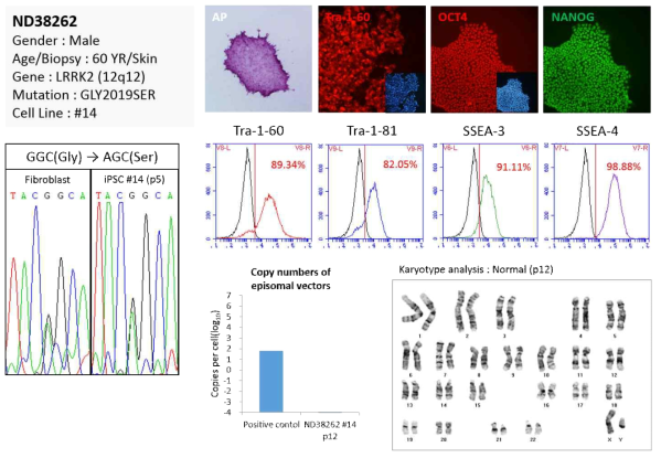 ND-38262-iPSC의 특성 분석