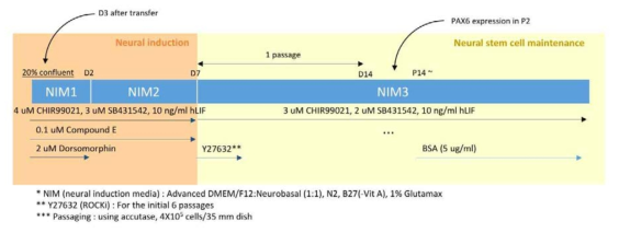 Schematic for pNSC from iPSC