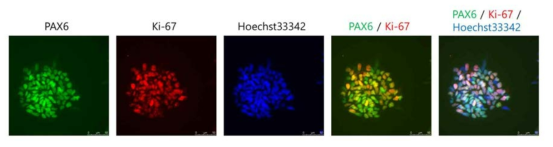 ICC (PAX6 & KI-67) of PARK2-pNSC