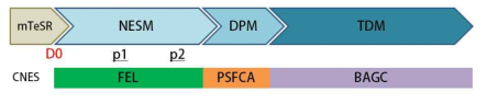 Differentiation to dopaminergic neuron