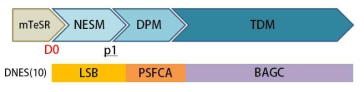 Application of Dual Smad Inhibition to NES protocol