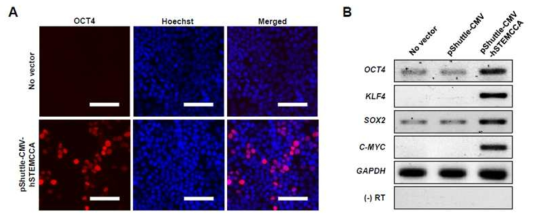 Check the working of pShuttle-CMV-hSTEMCCA vector (ICC, RT-PCR)