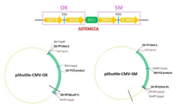 New strategy of adenoviral vector cloning