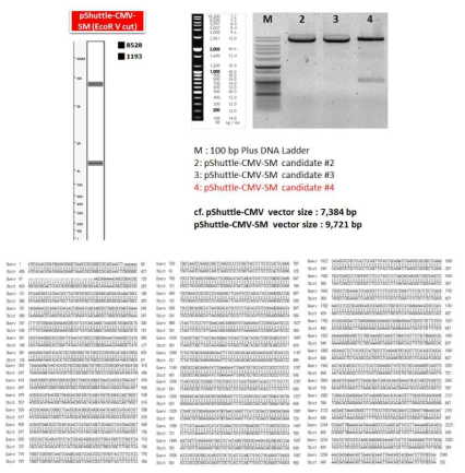 Cloning of pShuttle-CMV-SM vector