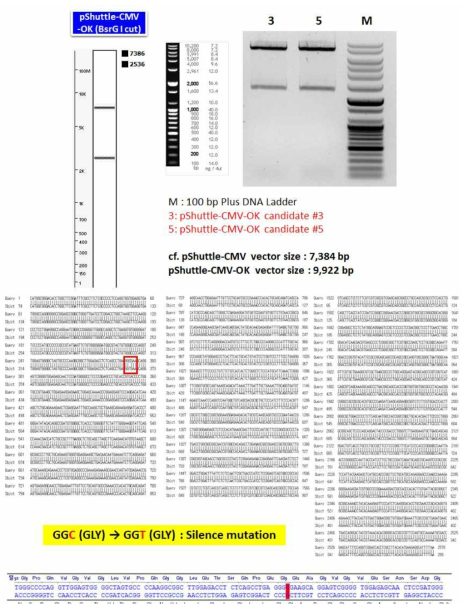 Cloning of pShuttle-CMV-OK vector