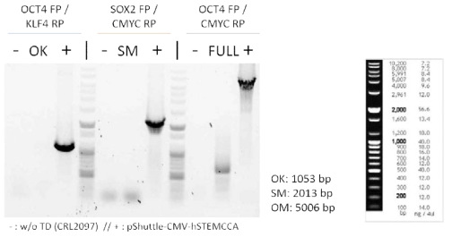 Check the working of adenovirus in RNA level (RT-PCR)