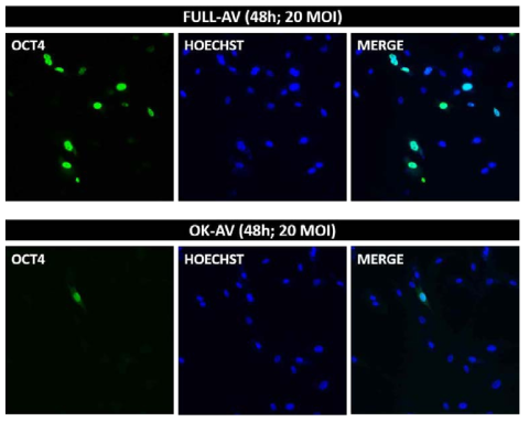 Check the working of adenovirus in protein level (ICC)