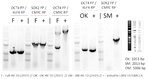 Check the working of adenovirus in DNA level (Direct PCR)