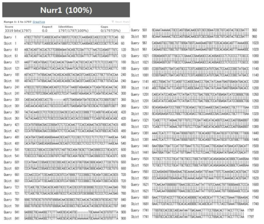 Check the sequence of clone with reference sequence (NURR1)