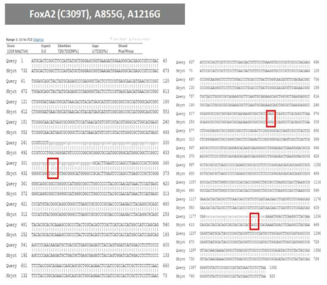 Check the sequence of clone with reference sequence (FOXA2)