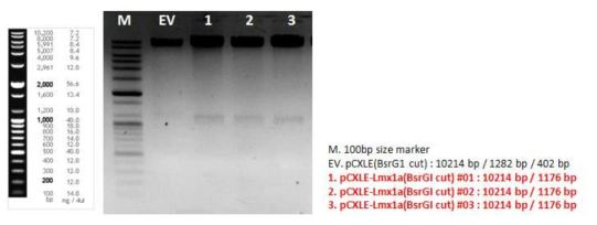 Gel analysis of pCXLE-LMX1A vector’s BsrG I mapping (LR cloning)