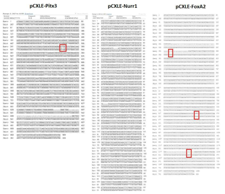 eck the sequence of clone with reference sequence (pCXLE-PITX3, -NURR1, -FOXA2 CDS)