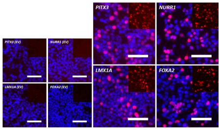 Check the working of pCXLE-PITX3, -NURR1, -LMX1A, -FOXA2 vector (ICC)