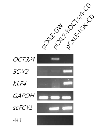 Confirmation of vector construction by RT-PCR