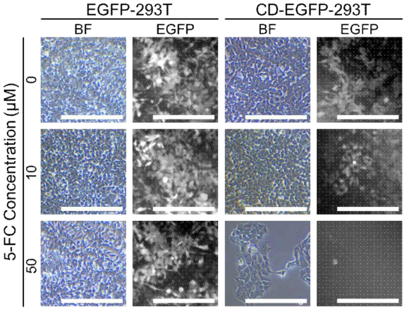 Represent bright field and fluorescence images of 5-FC treated 293T cells. All images were acquired on day 6 after 5-FC treatment. Scale bars represents 100 μm