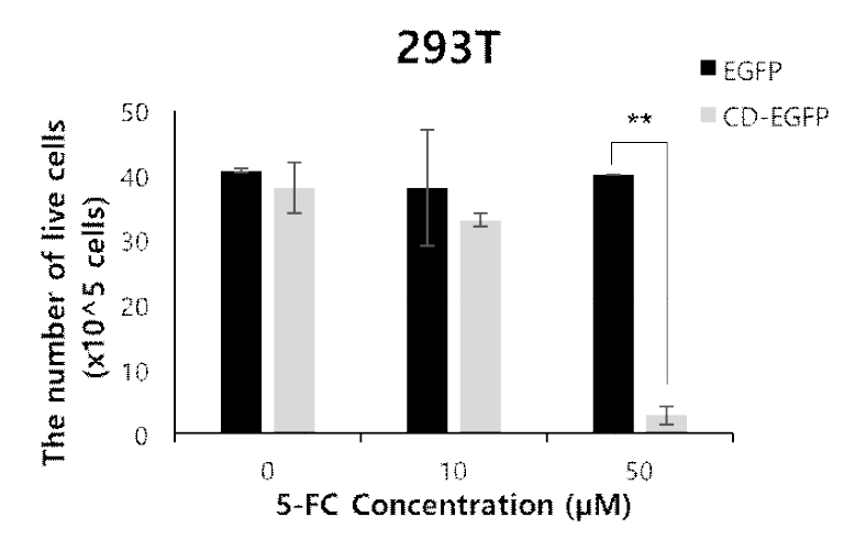 The number of live cells on day 6 after 5-FC treatment. Trypan blue was used for counting live cells. *P < 0.05; **P < 0.01 by Student’s t-test