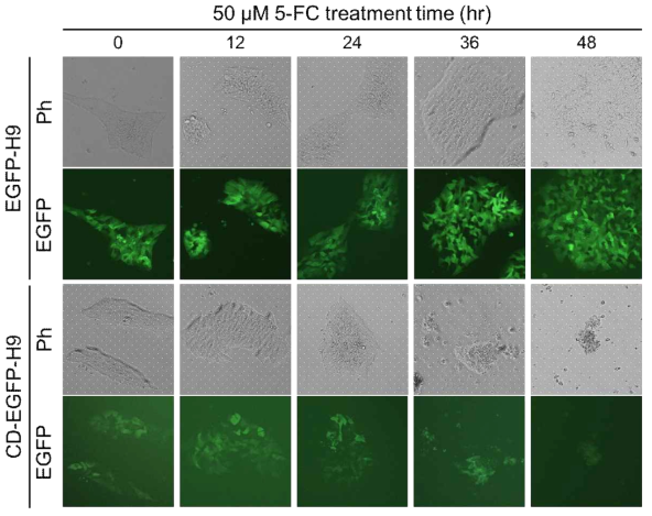 Represent bright field and fluorescence images of 5-FC treated H9 cells. All images were acquired 12 hr intervals after 5-FC treatment