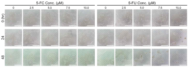 Bright field images of drug treated H9. All images were randomly acquired on indicated time points. Scale bars represents 100 μm