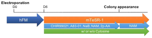 Schematic for reprogramming of fibroblast to iPSC. Episomal vectors with CD were electroporated on day 0 and the cells were seeded onto Geltrex-coated plates. On day 5 of reprogramming, human fibroblast media were changed to mTeSR-1 media with small molecule cocktail. When iPSC colonies appeared, media were changed mTeSR-1 media supplemented by NAM with or without Cytosine