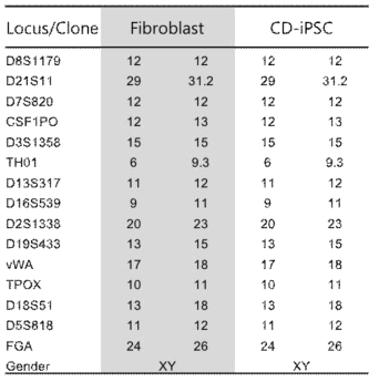 STR analysis for CD-iPSCs and CRL2097