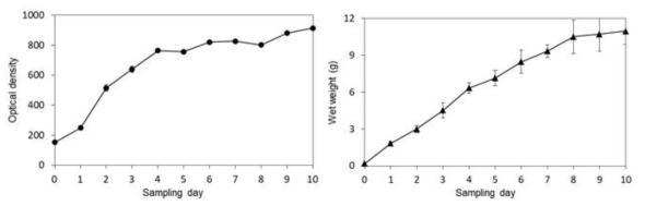 스피룰리나의 배양기간에 따른 Optical density(좌)와 생산수율(우)