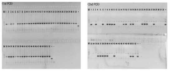 흰반점바이러스(WSSV) PCR 분석 결과