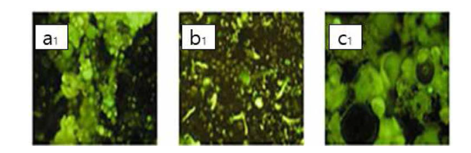 마이크로캡슐 10% 함량의 형광 현미경 사진(a1，b1，c1) a1, b1： 직경 10㎛，c1： 직경 20㎛