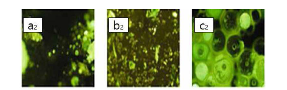 마이크로캡슐 30% 함량의 형광 현미경 사진(a2, b2, c2) a2, b2： 직경 10㎛，c2： 직경 20㎛
