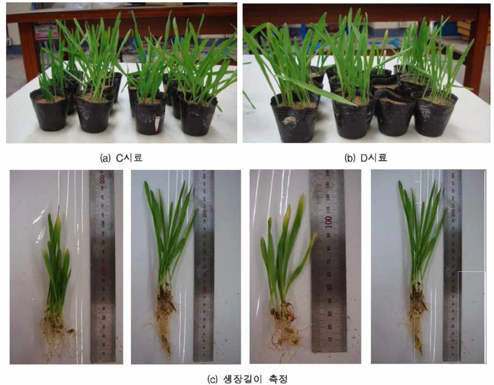 시료별 최대 생장 길이 측정