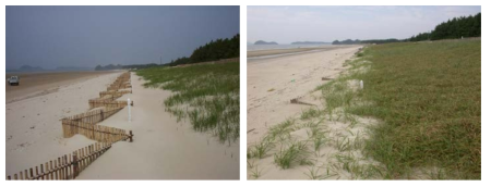 태안해안국립공원 모래 포집기 시공 후 사구 변화과정 (좌 : 2002년, 우 : 2003년)