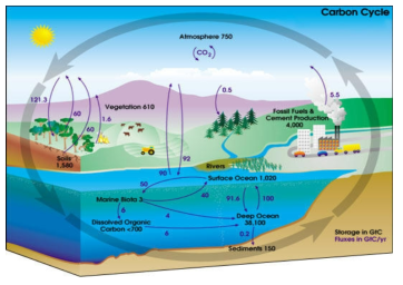 탄소 순환 예시도 출처: http://earthobservatory.nasa.gov/Library/CarbonCycle/carbon_cycle4.html