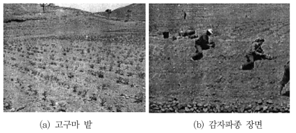 황해북도 은파 지역의 농사 현장 자료: 통일연구원(2005)