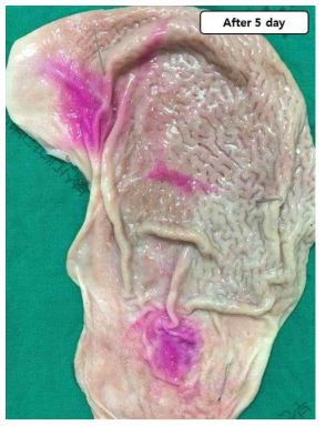 Gastric serosal surface at 5 day after injection of the high concentrated HBP-Rh. Pink color was identified from gastric serosa due to slow diffusion of dye