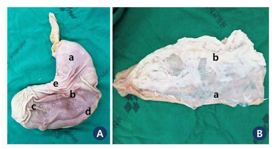 Porcine viscera. A) Stomach. It has similar shape and structure with human. a; cardia, b;body, c; antrum, d; greater curvature, e; lesser curvature. B) Colon. a; thin area, b; thick area (with fat tissue)