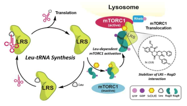 LRS-RagD 상호작용 조절물질과 전체적인 모식도